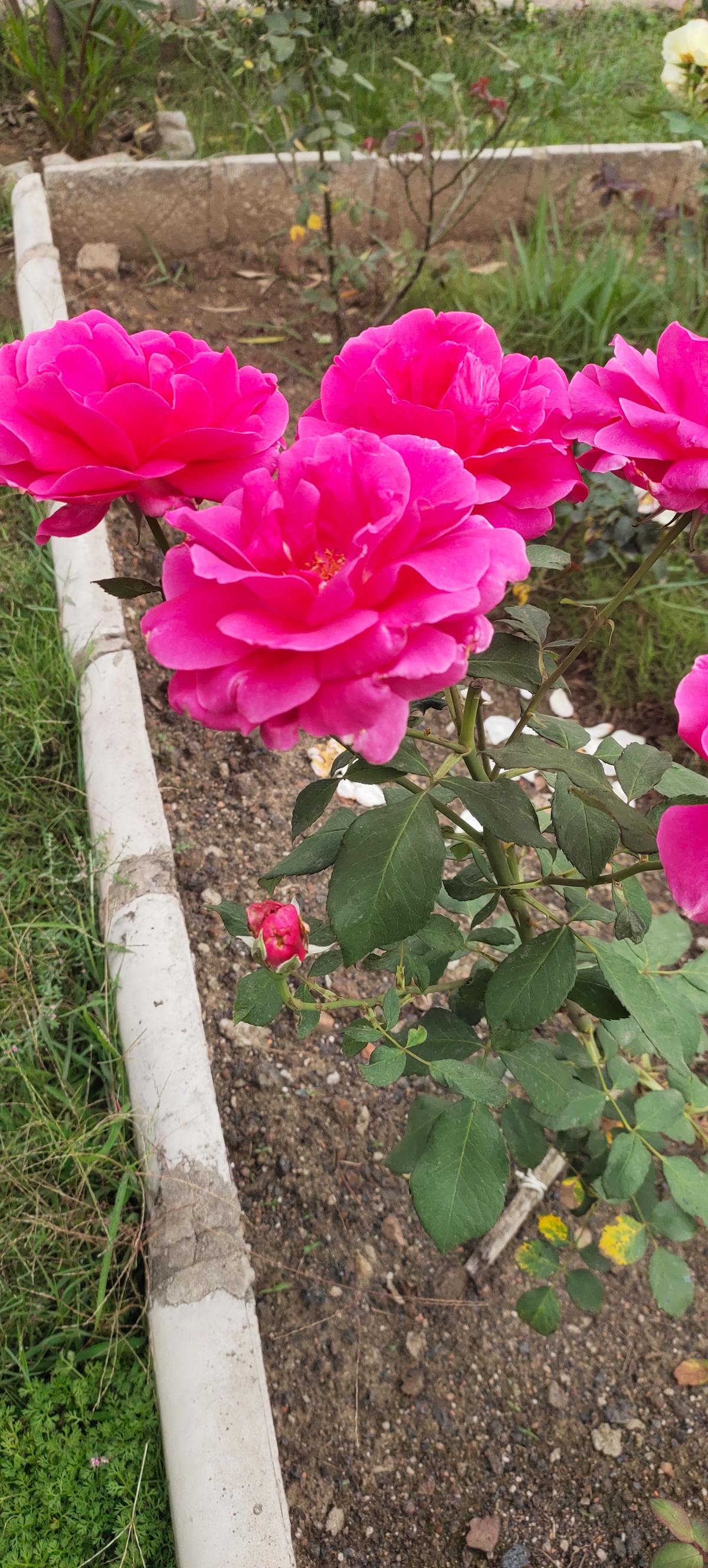 ¿Se Tienes que Decir y Se Dijo: La Fórmula Secreta de Eins...