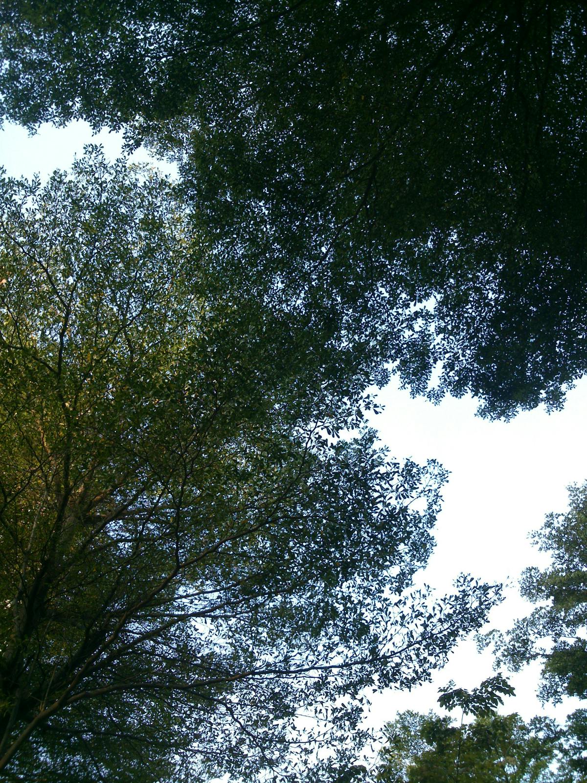 ¿Cómo No Caer en el Trampa de la Inteligencia Artificial? 💀