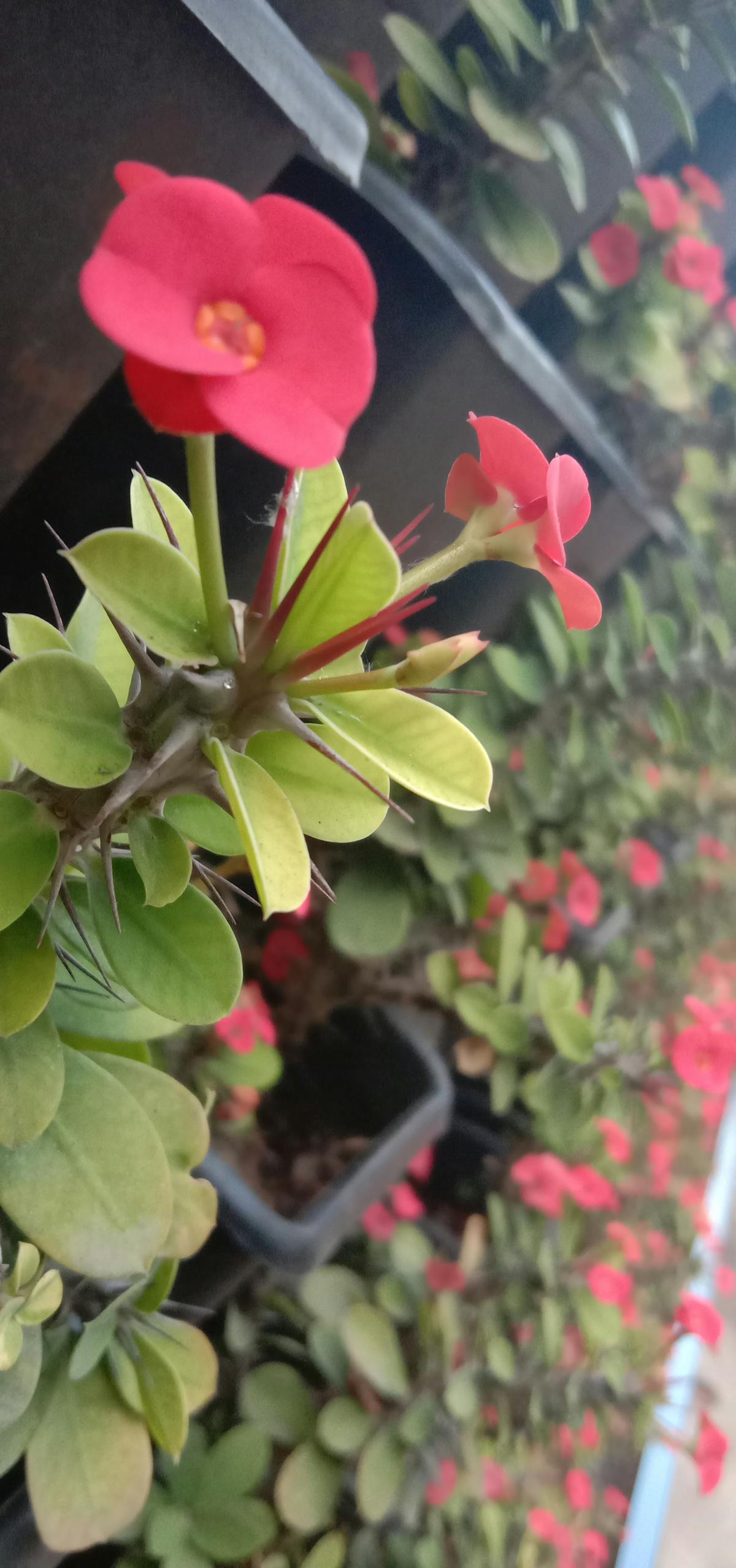 ¡Esto es oro! Djokovic Elige a Draper como Mejor Rival y N...