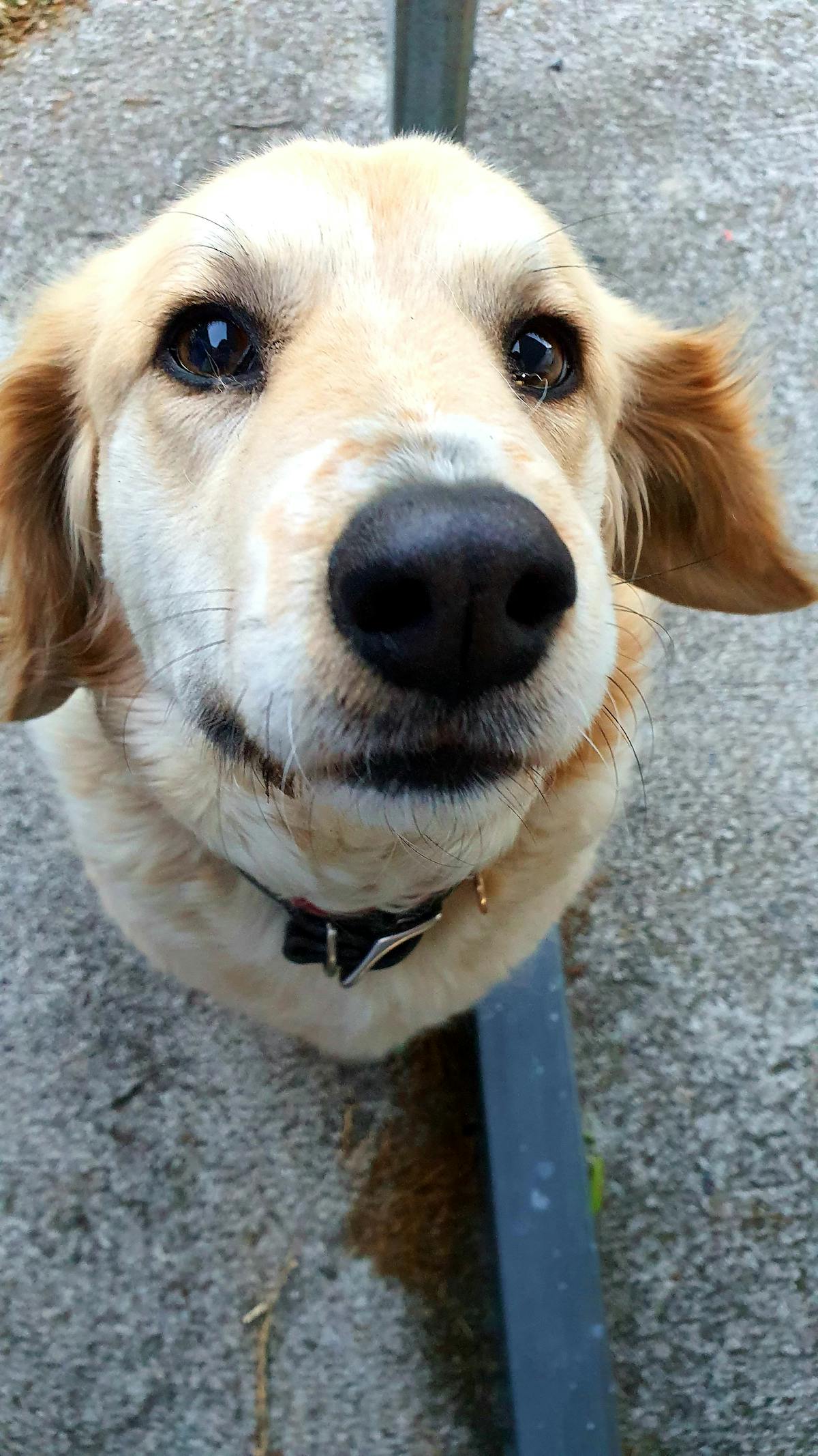 ¿Tu Pollito Tiene Ciberseguridad o Solo es Meme? 🐓🚩