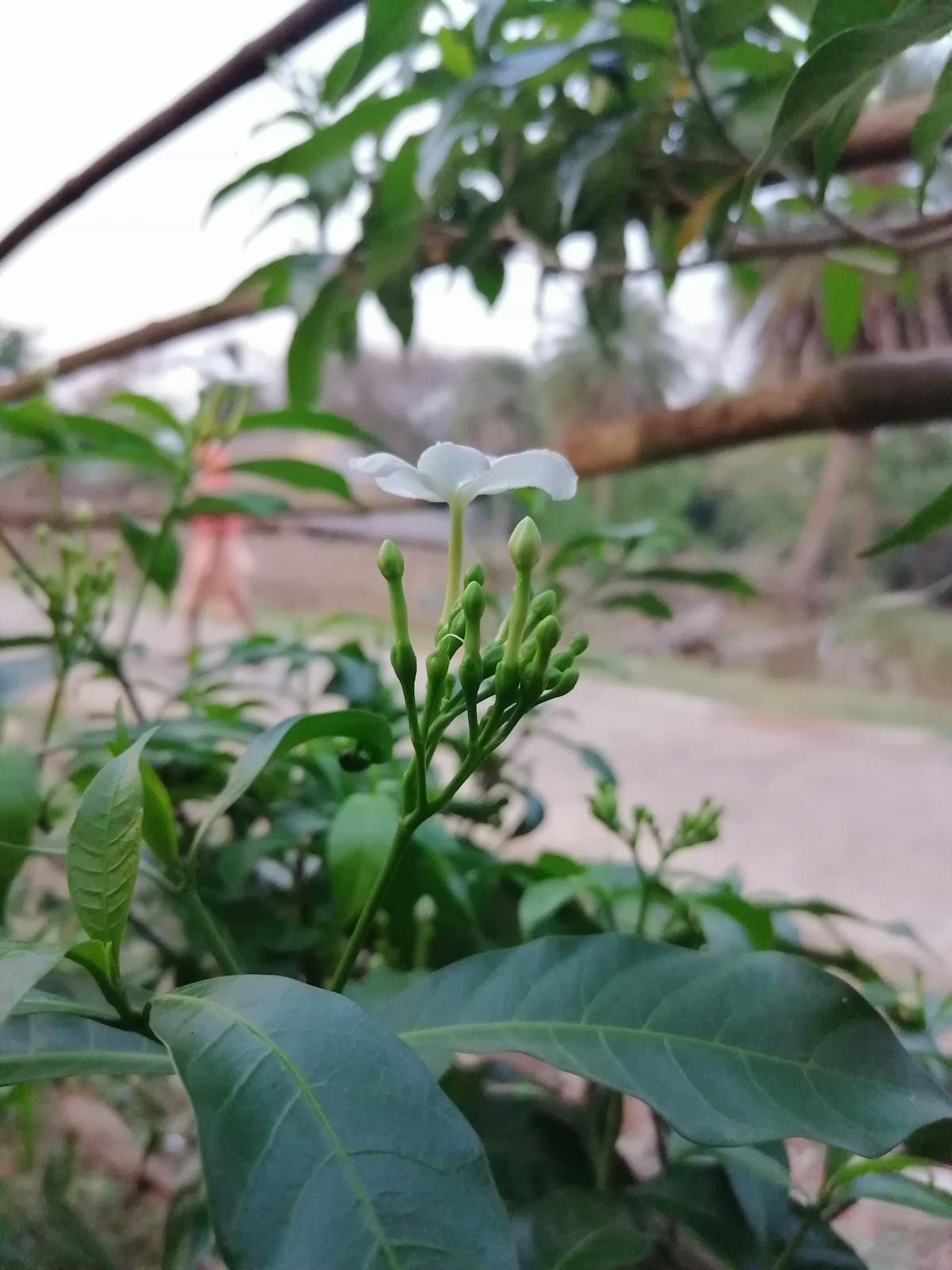 ¿Vince Lombardi Era el Coach de Tu Día o un Hombre del Pas...