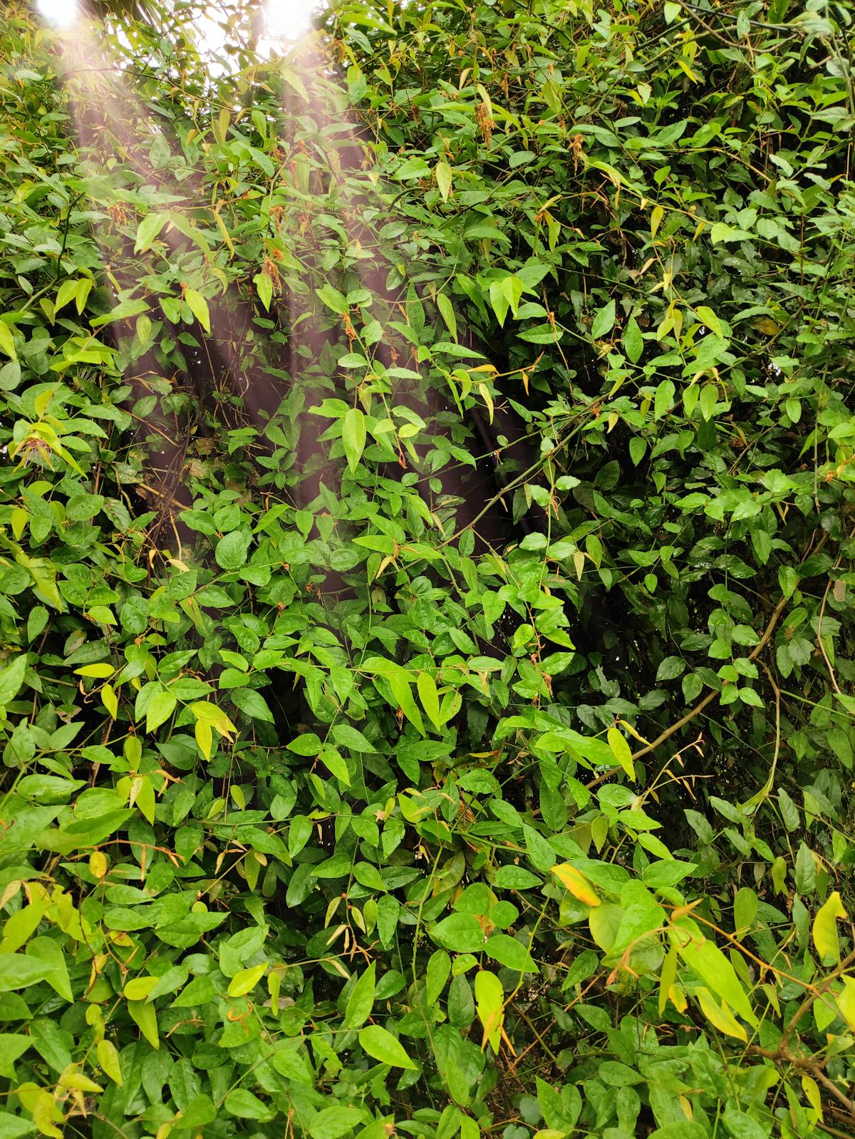 ¿Los Ángeles ya se quemó o solo empezó? 🚨