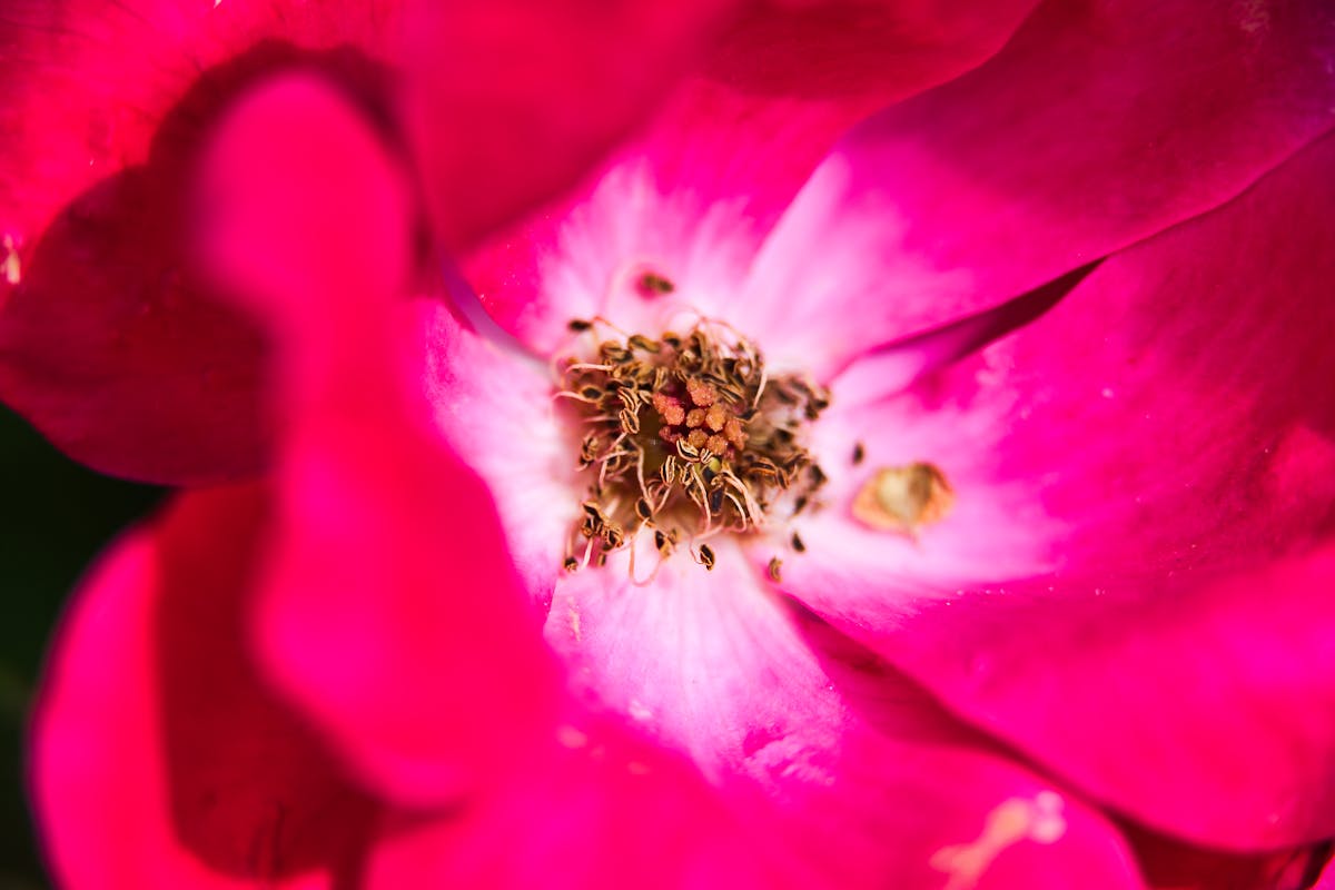 LPFPlay? ¡Más como LPF Llorando Preguntas!