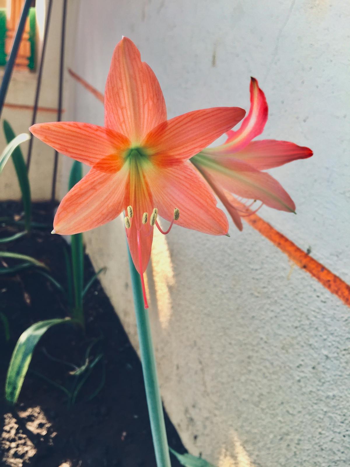 Esto es oro o una Tragédia? Middlebury Winter Classic en 1...