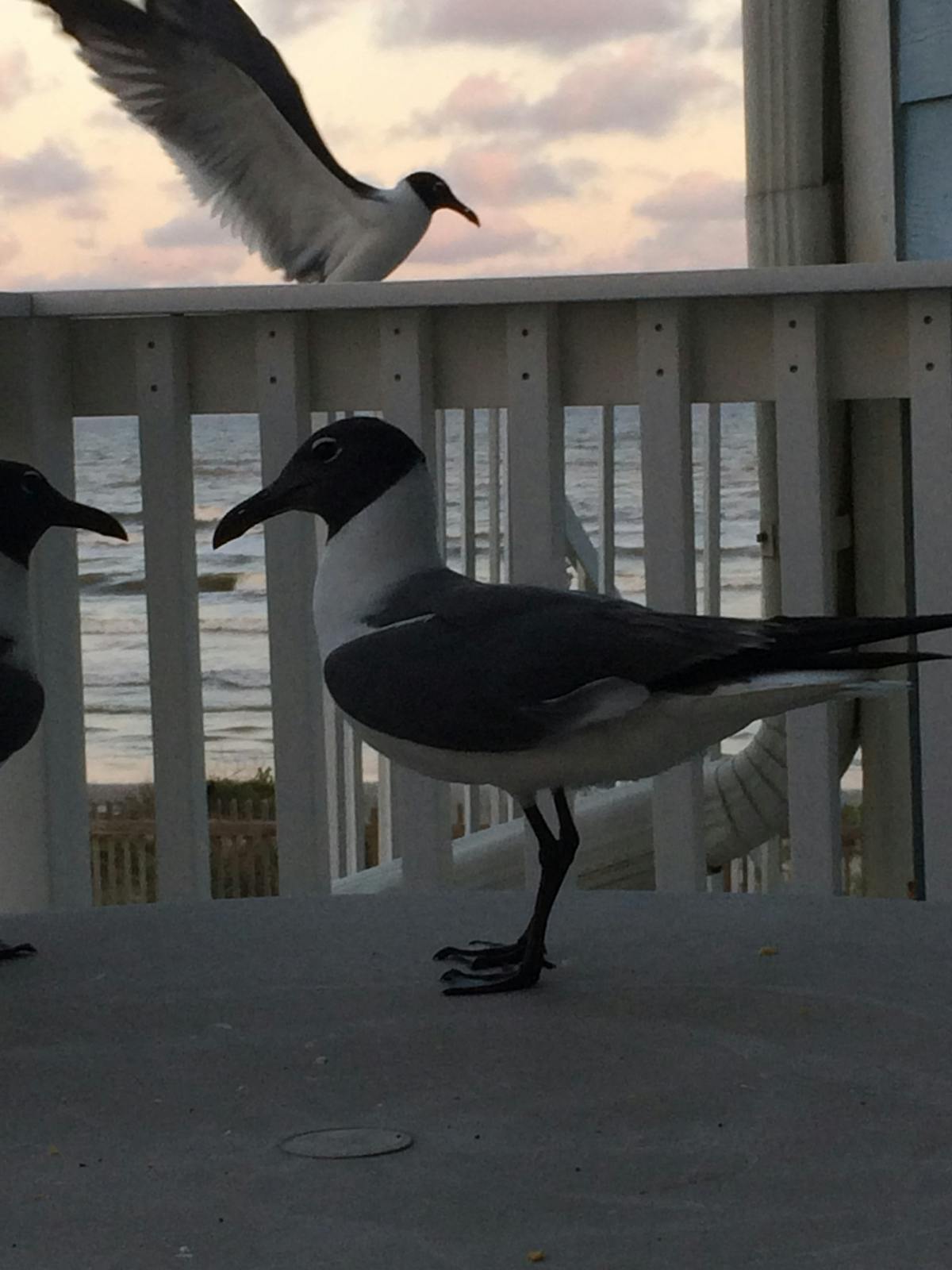 ¿Tu Cuenta de Instagram Tiene Seguridad o Solo Es Un Bot?<...