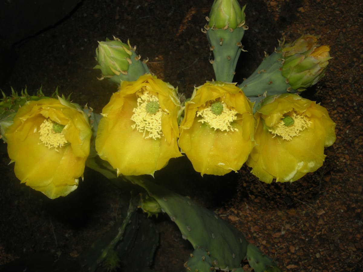 🚩 ¿Tu App Tiene Privacidad o Solo Se La Lleva?