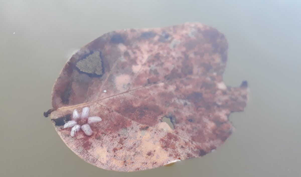 Hainan, la nueva Isla de Las Tortugas para Emprendedores... ¿o...