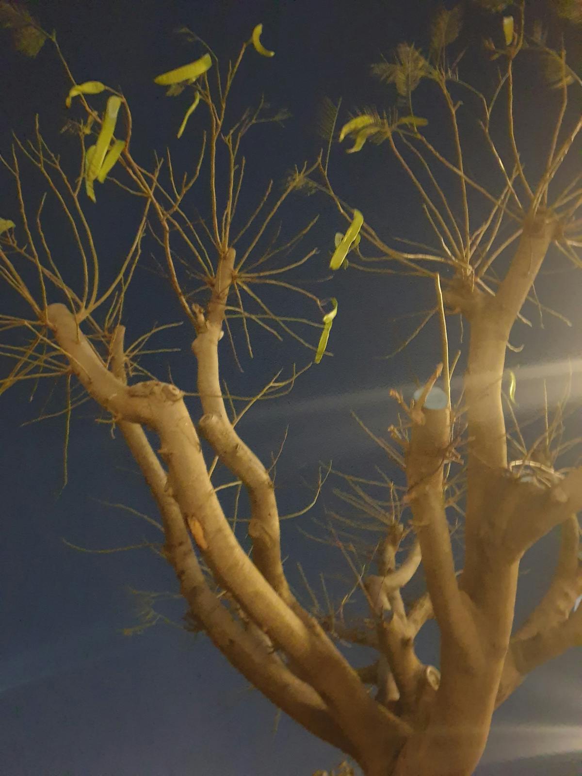 ¿Tu App Tiene Privacidad o Solo Te Roba Datos?