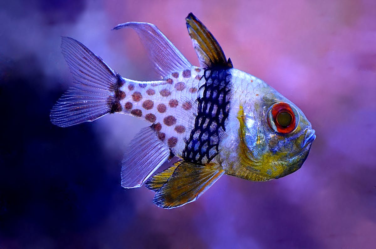 ¿Sheinbaum Tiene Ciberseguridad o Solo Finge con Cuba? 🚩