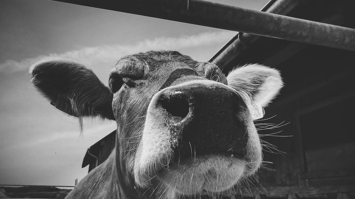 ¿Al Chile, ¿Quién Paga por El Fútbol? 🏆