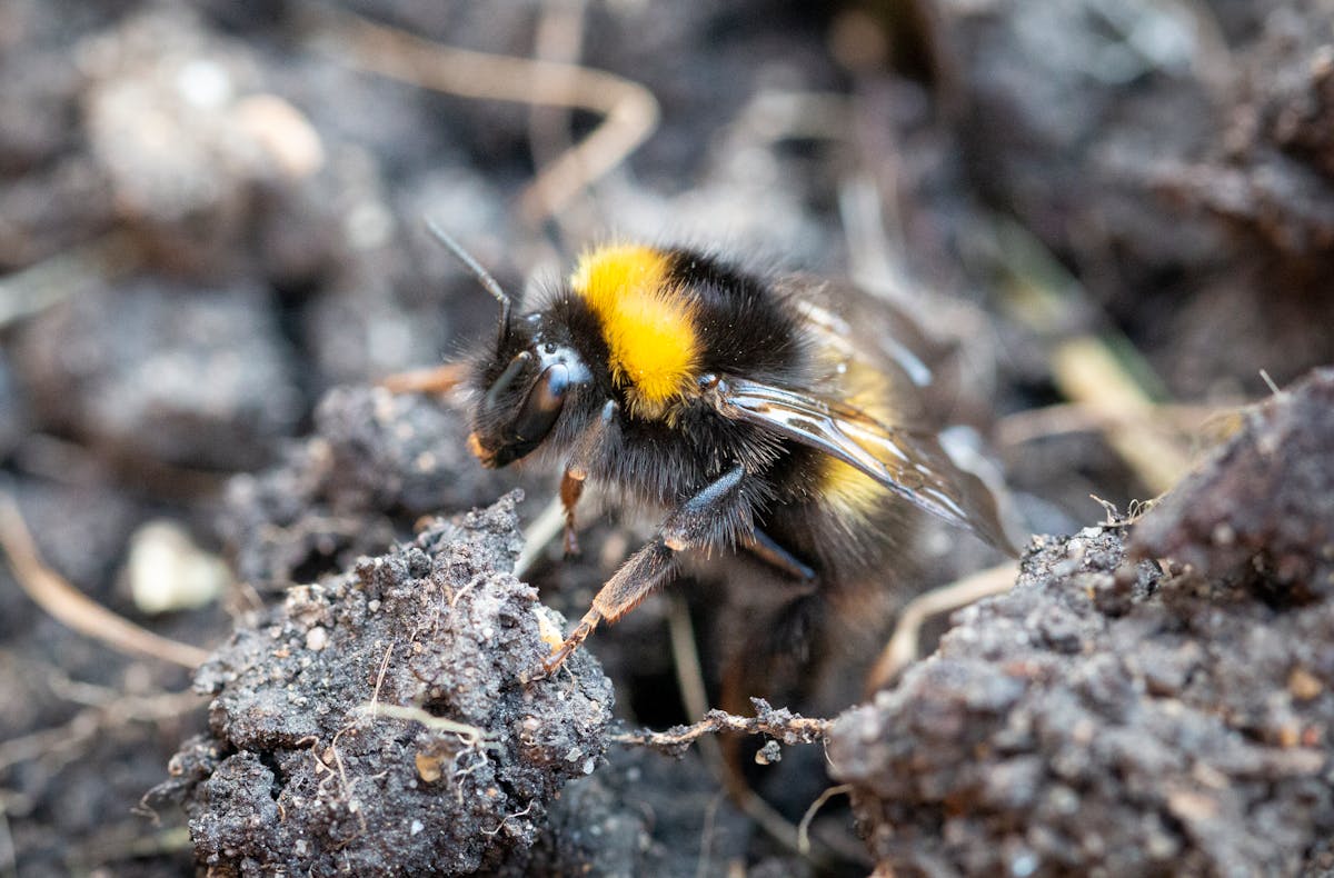 ¿Venezuela vs Japón? Esto es como comparar blockchain con ...