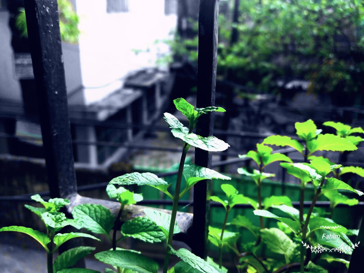 Esto es oro 🎯: ¿Los bates dominicanos son la verdadera razón...