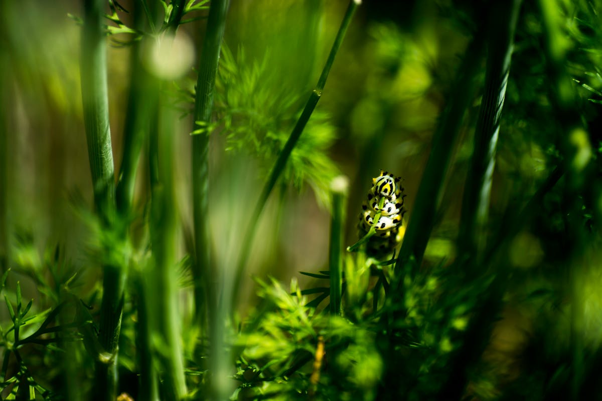 🚩 ¿La Policía de Baja California Sur Conoce La Ruta Digita...