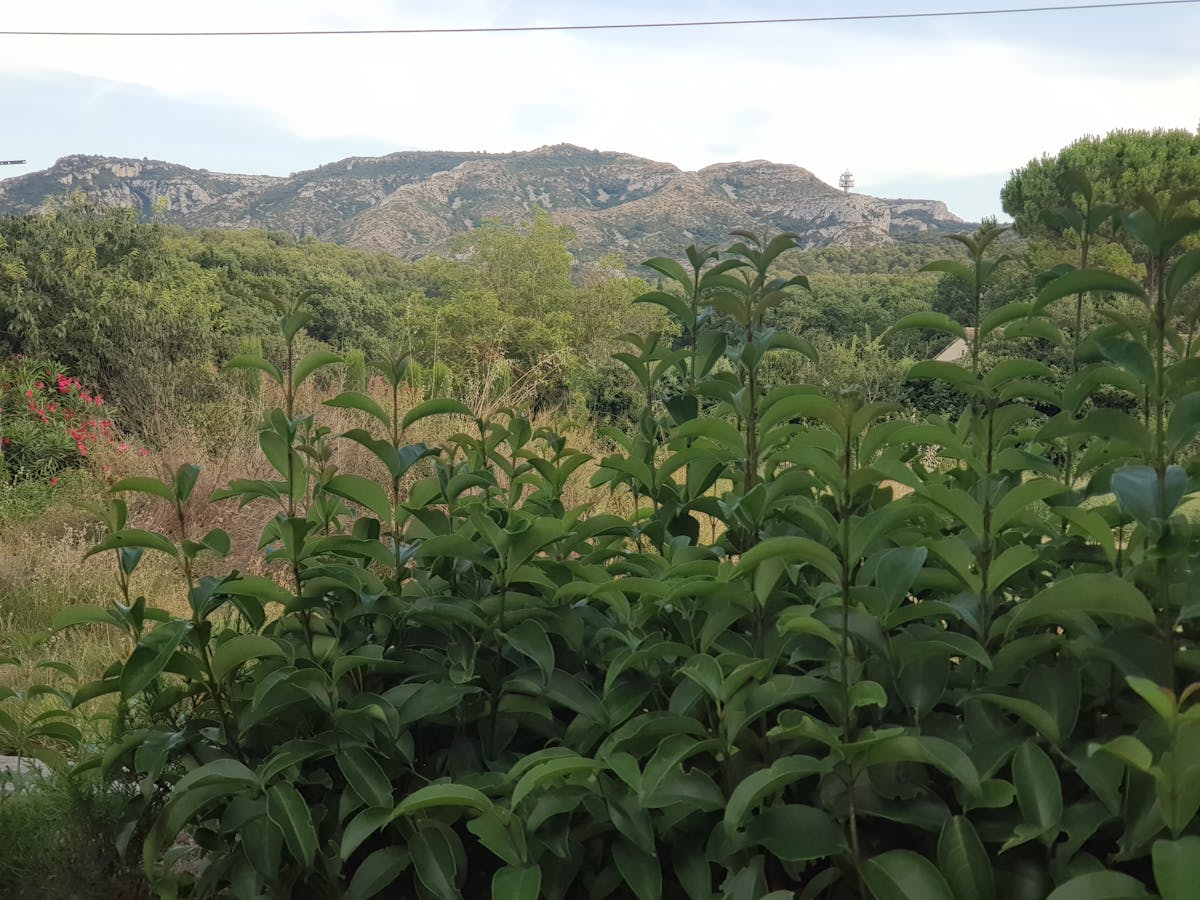 Los Purahéi Soul Ganaron: ¿Qué Hicieron los demás Finalist...