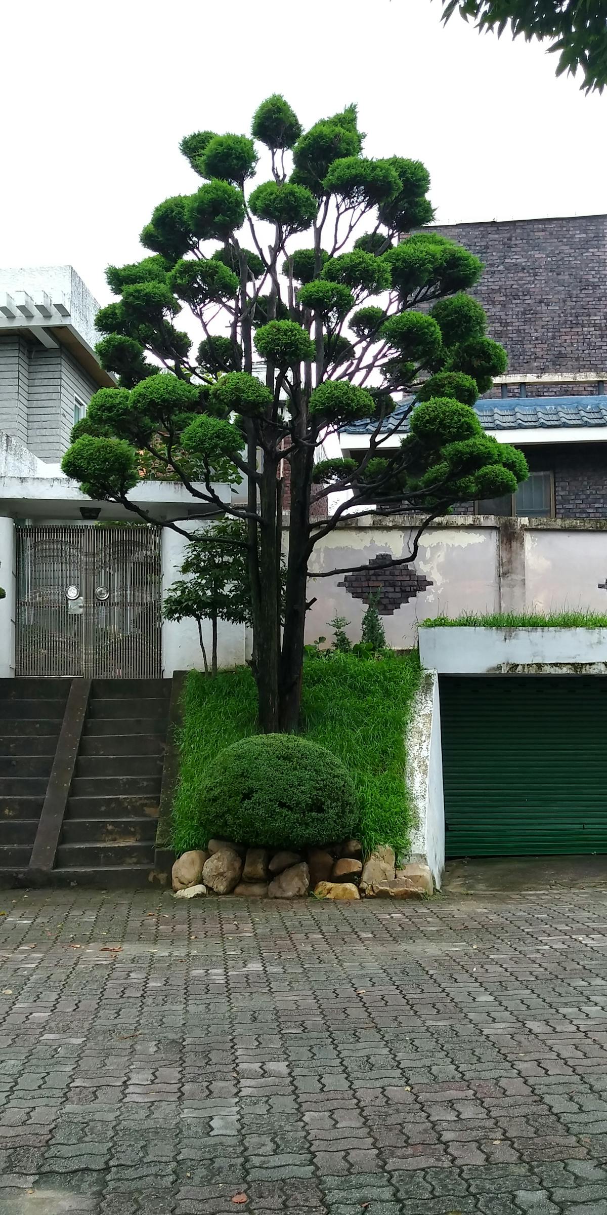 ¿Chale, no tienes tiempo para cocinar pero sí para comprar...