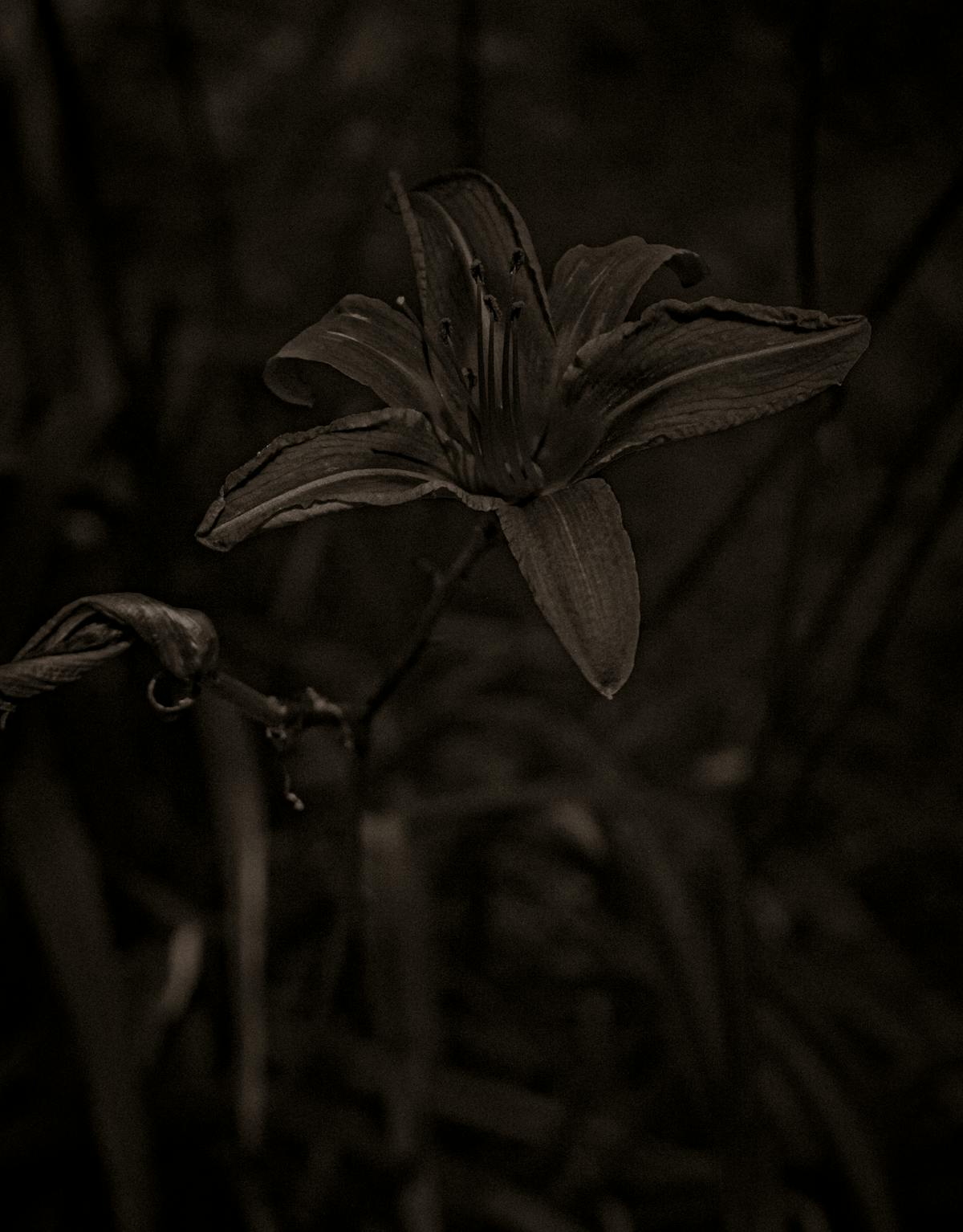 ¿La Cayenne Negra de Porsche es un BMW disfrazado? 🚗