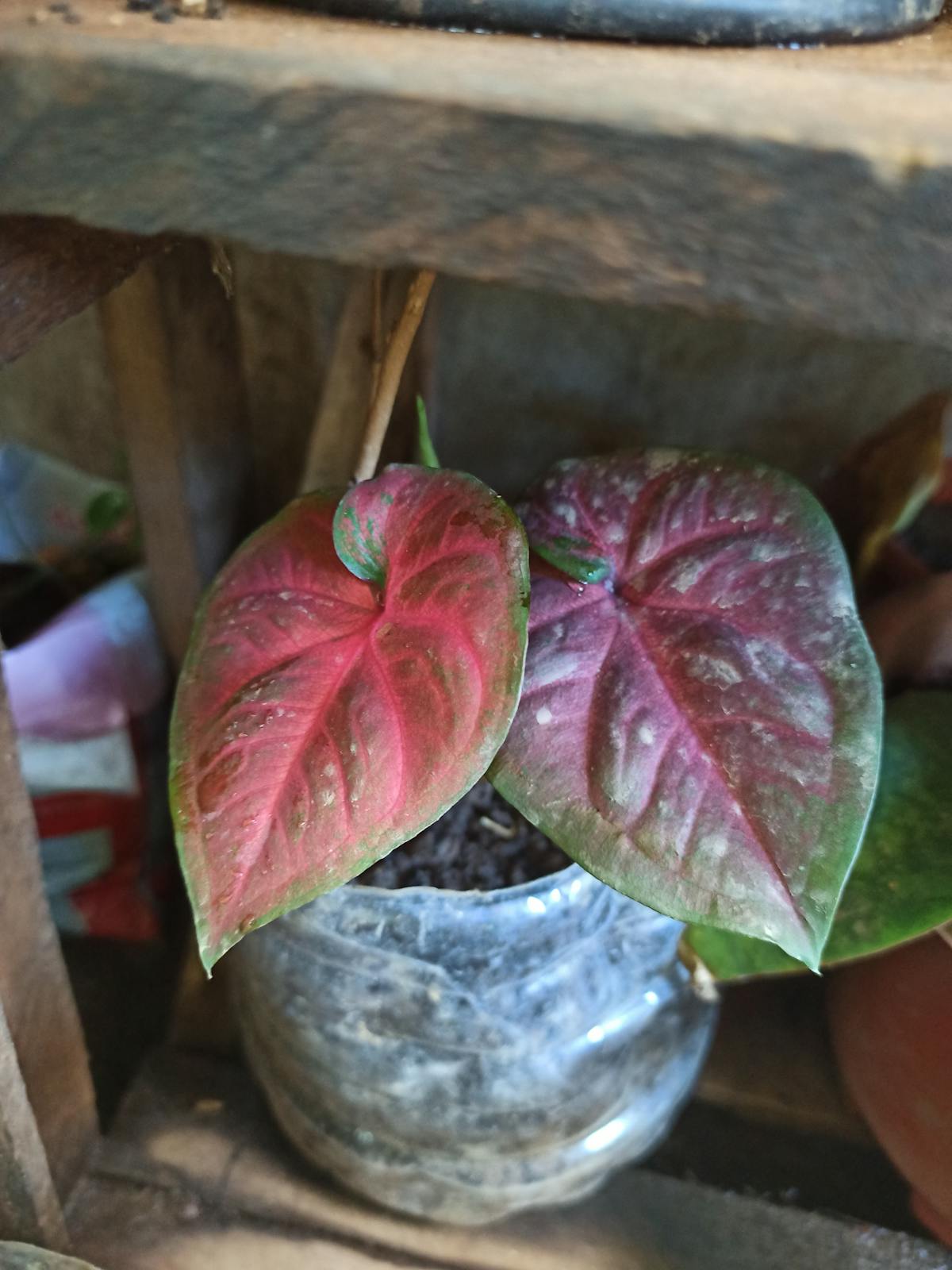 ¿Puedes Hacer un Toaster desde Cero? 🤯