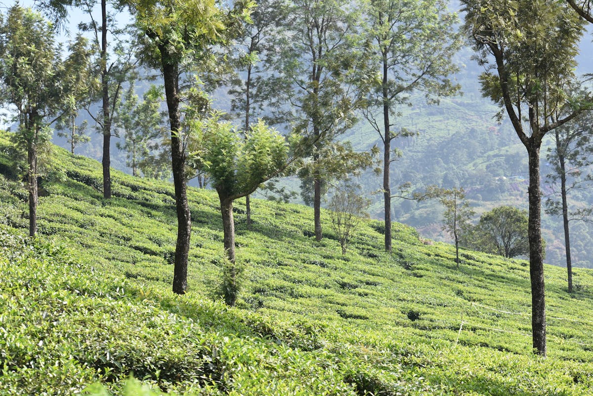 ¡Vlad No Es Superhombre! ¿Qué le pasó a la Seguridad Domin...