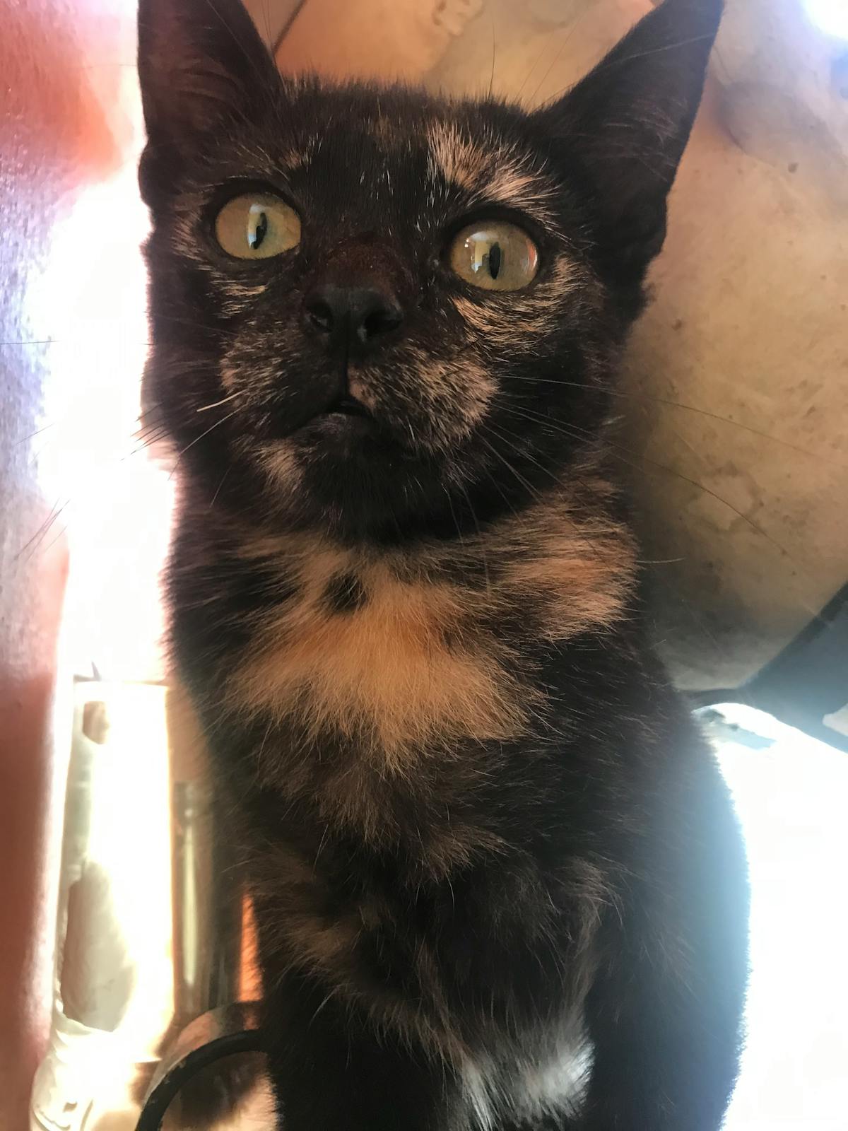 ¿Al Chale! ¿Por Qué Todos Sus Jefes Fingen Saber de Cibers...