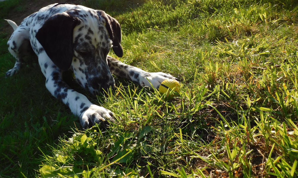 ¿EE.UU. o Canadá? 🤯 El Clásico Mundial de Béisbol y tu Día...