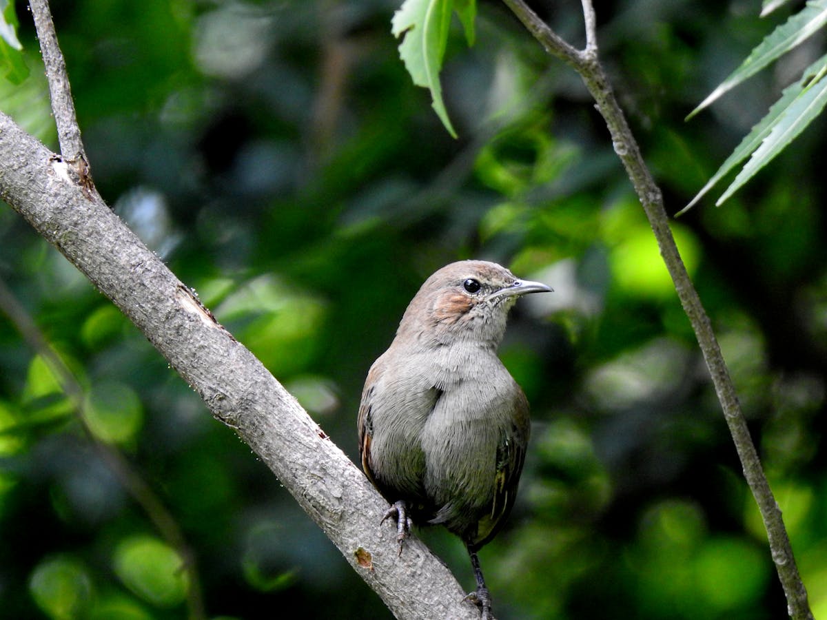 ¿Beisbol o Beisbolito? La Verdad Sobre México vs EU en el Clás...