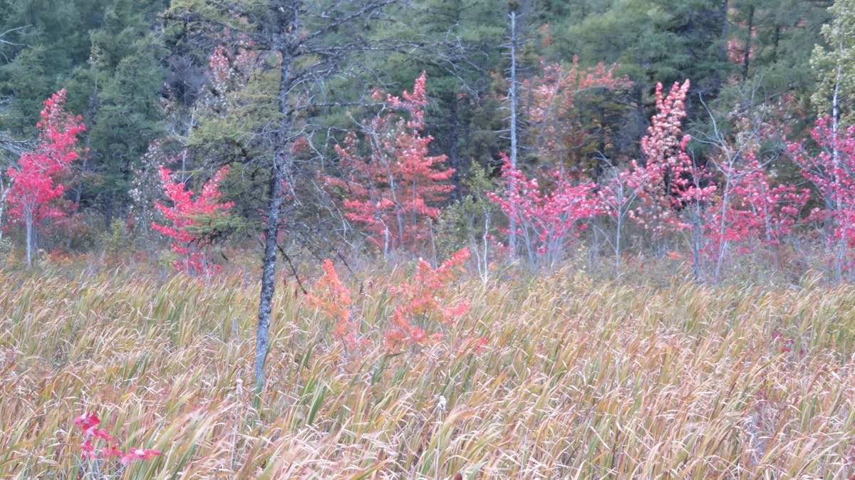 ¿Monterrey se convierte en la Ciudad de los Despidos?