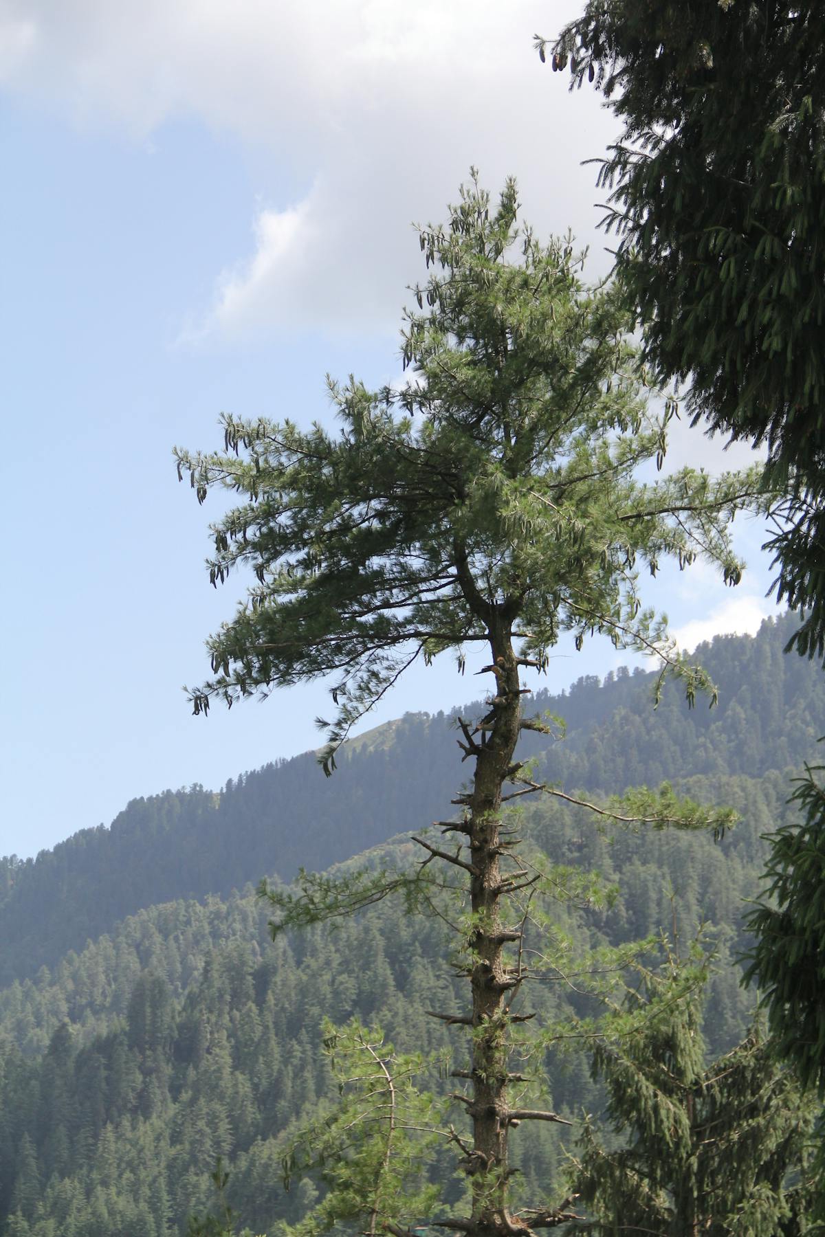 ¿A partir de qué edad te conviene ser ignorante? D...