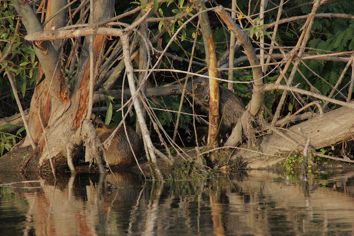 🚩 ¿Cuántas Ciberseguridad Falsas Están en tu Red de Contac...