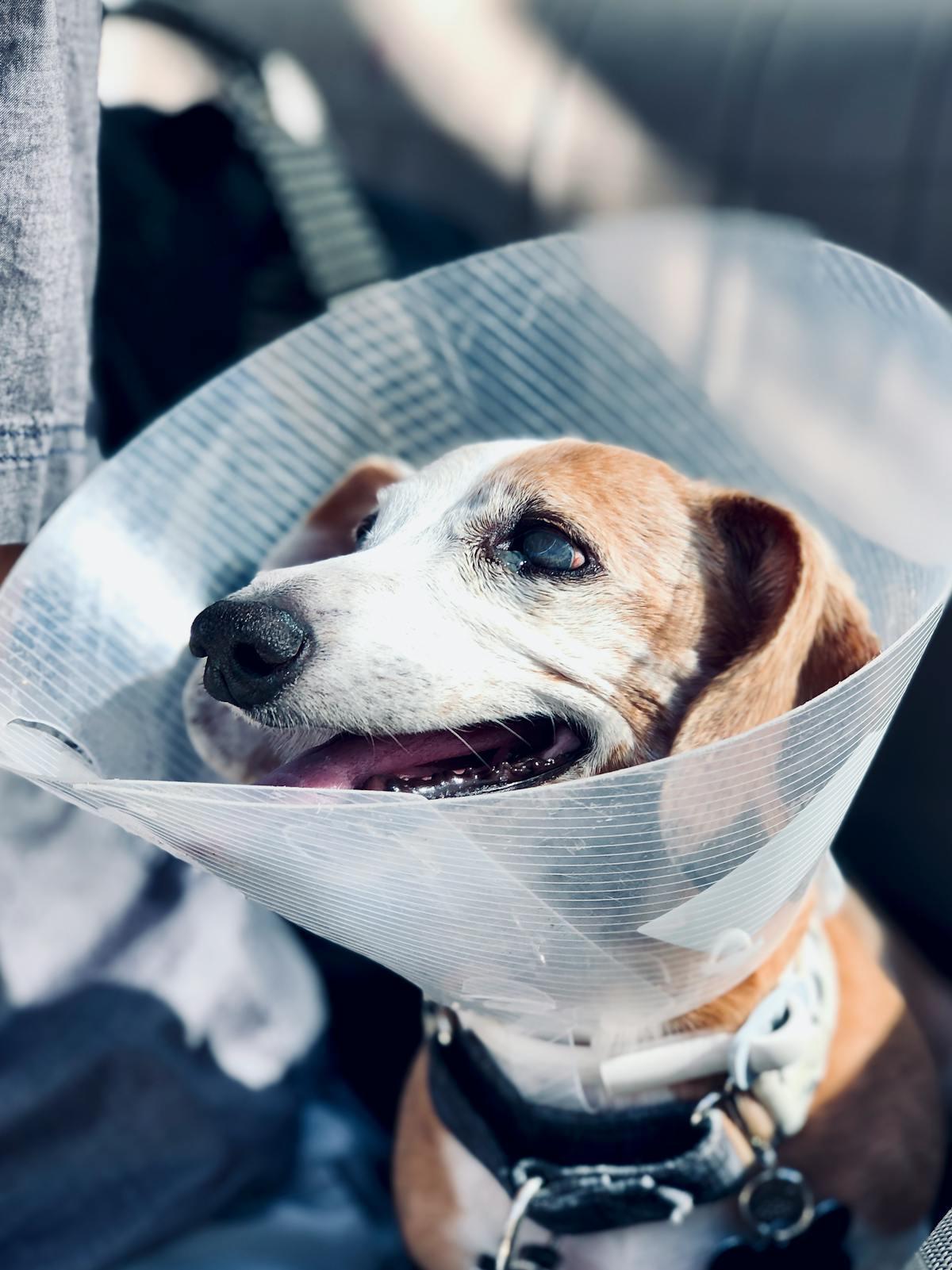 😱 ¿Los Diplomados de la UMSNH son solo humo o algo más?