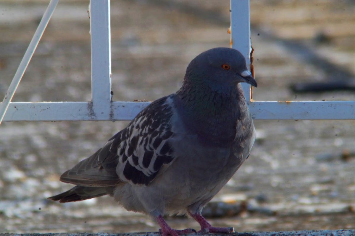 ¿Escribir Bemba es sinónimo de ser Pro o Un Don nadie? 📝
