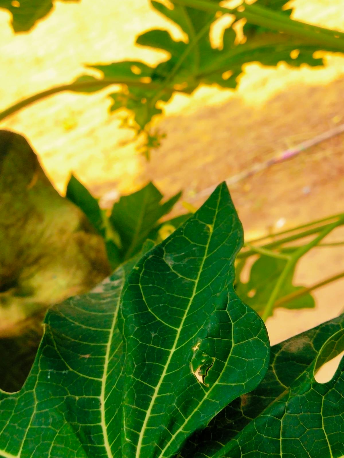 ¿Tu Jpg es Un Virus o Solo Es Tu Ex?