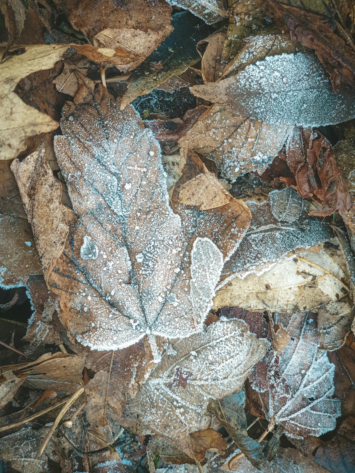 ¿Agapornis o Tinder? ¿Cuándo es la época de cría de los Ag...