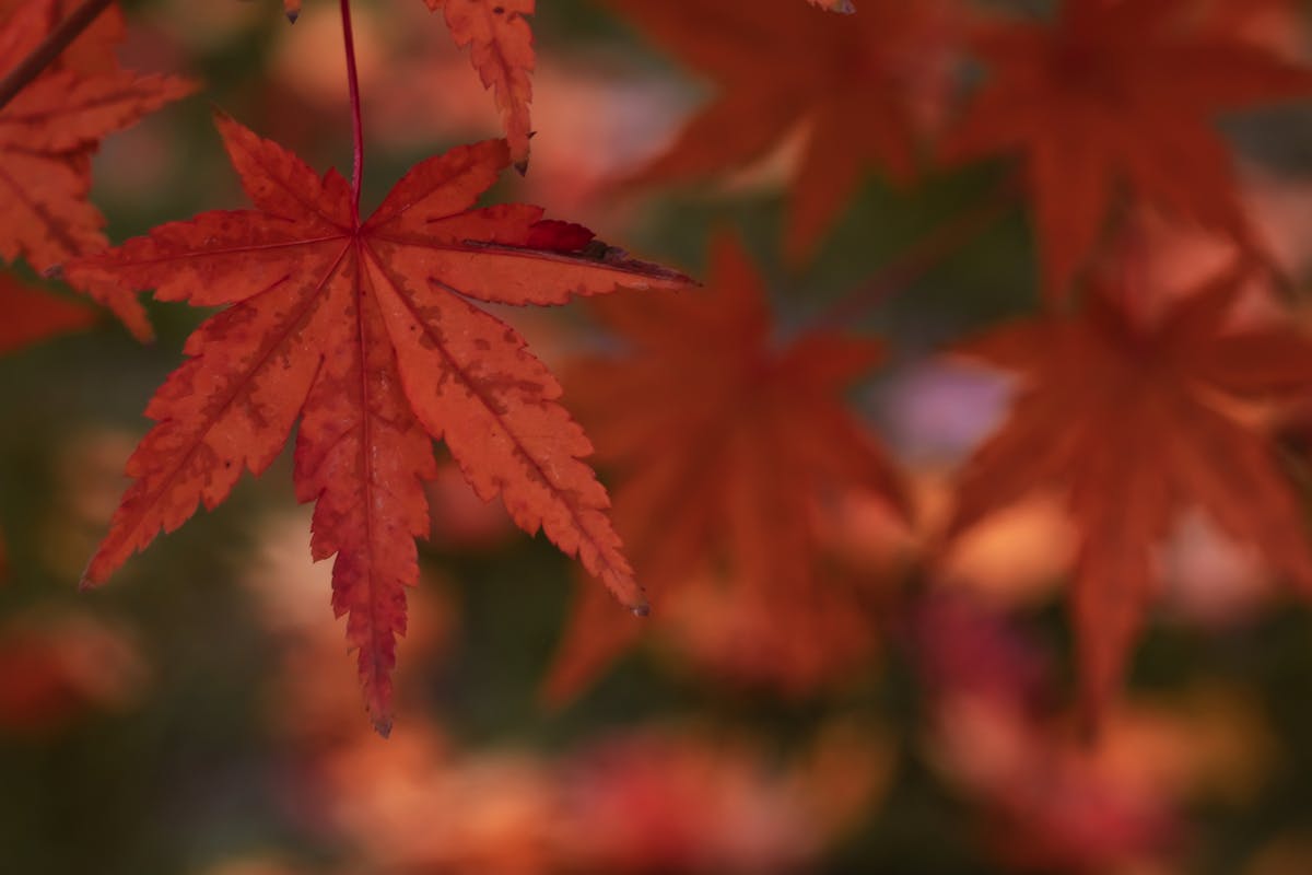 ¿Guadalajara Ya No Tiene Excusas para Hacer Cine de Mierda...