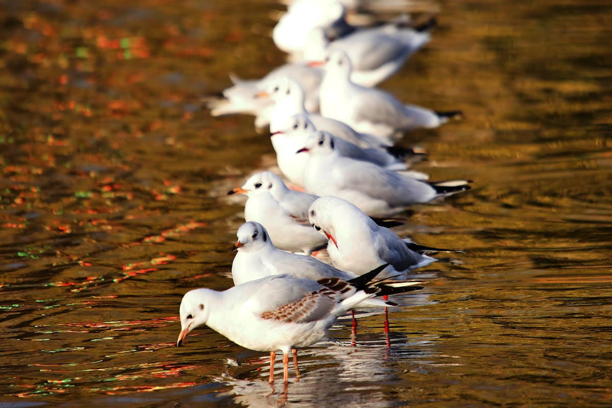 🚩 ¿Irán se mete a África y nos dejan sin Netflix?