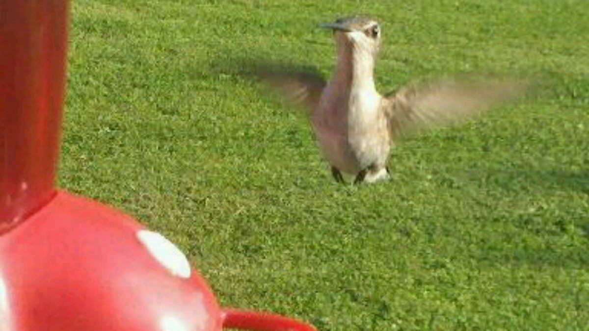🚩 ¿Se Finge o de Veras? Las Limitaciones de la Cibersegur...
