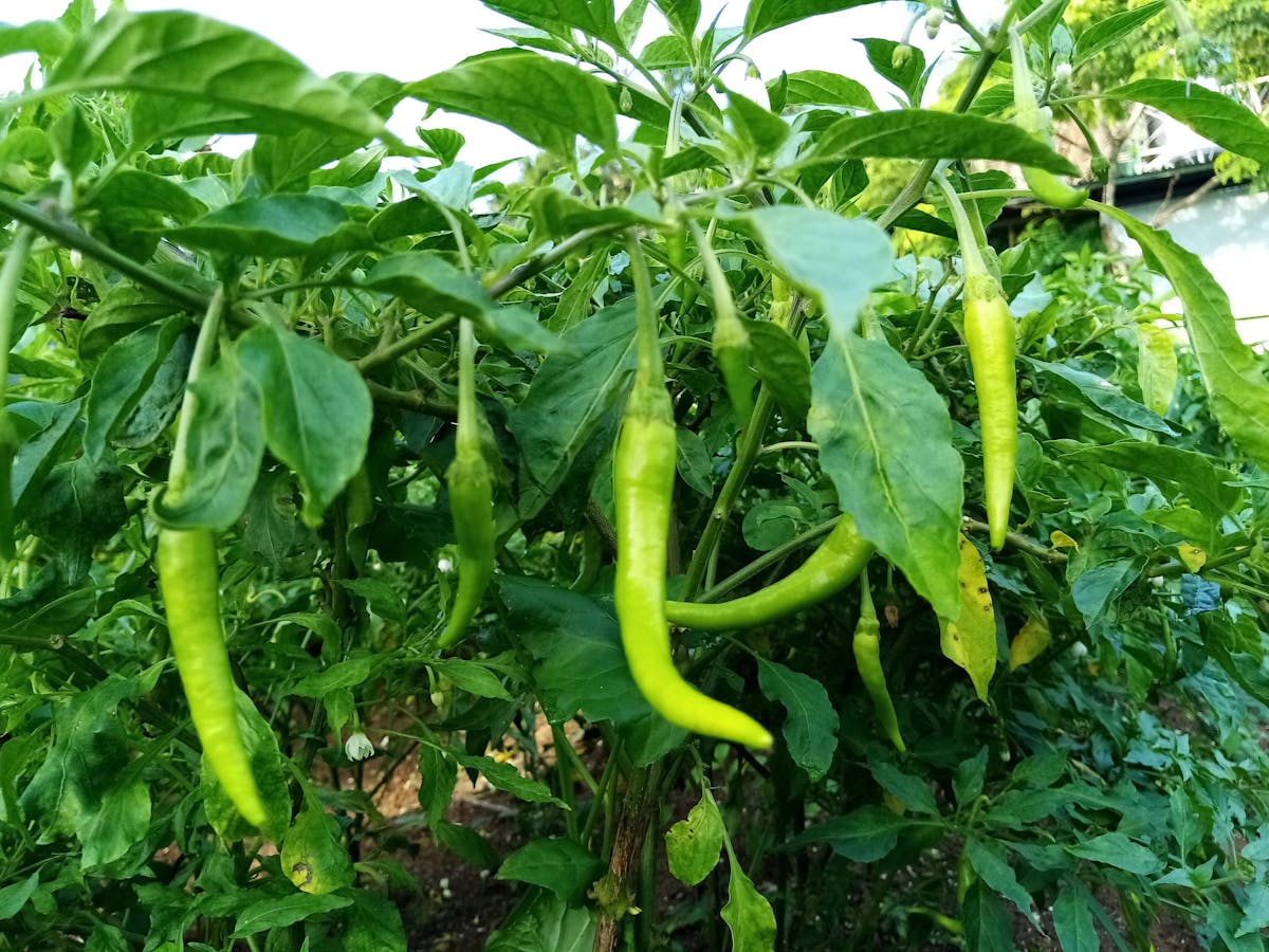 ¿La Ed Tech de Quirino Es Otra Venta de Humo o La Solutuci...