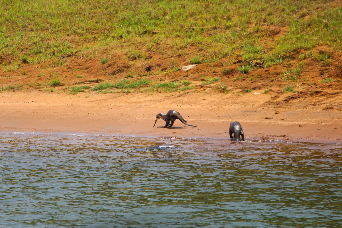 PS6: ¿PC de Sala o Switch? ¡No te Quedes Sin Jugar!