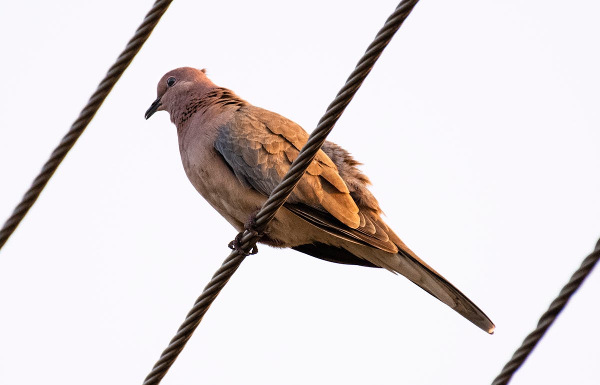 ¿Se tienen que decir y se dijo? Los Premios Tecnos de Nuev...
