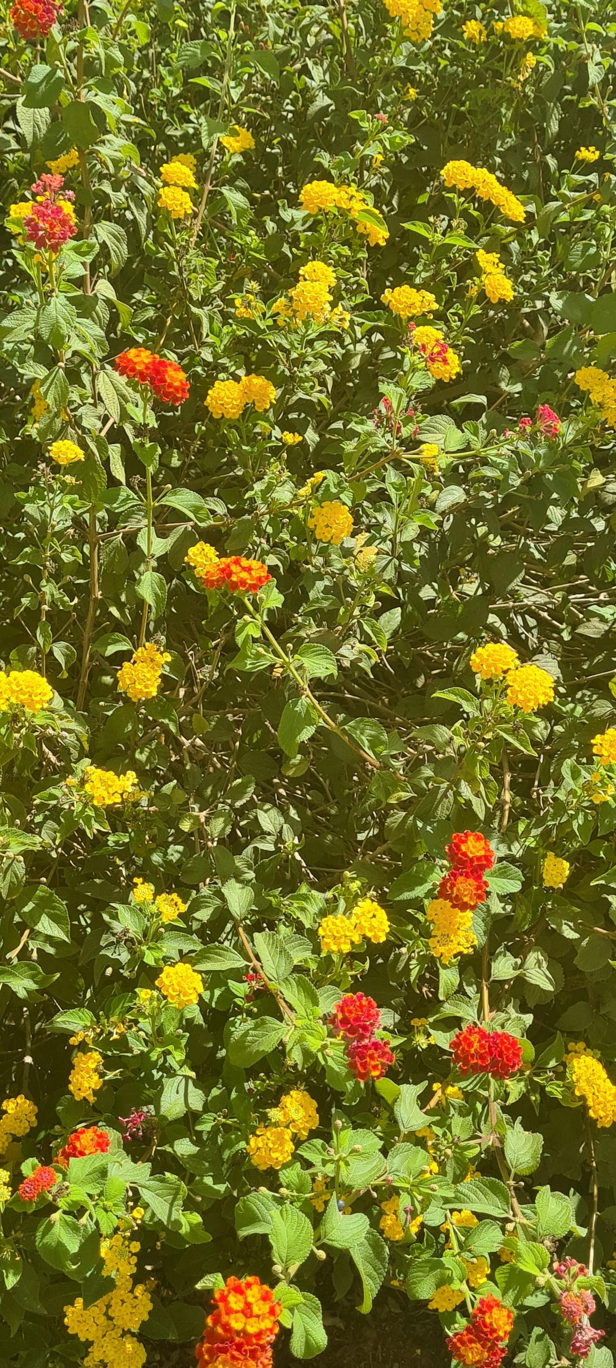 ¿Agua para el barrio o agua para la bolsa? 🚩