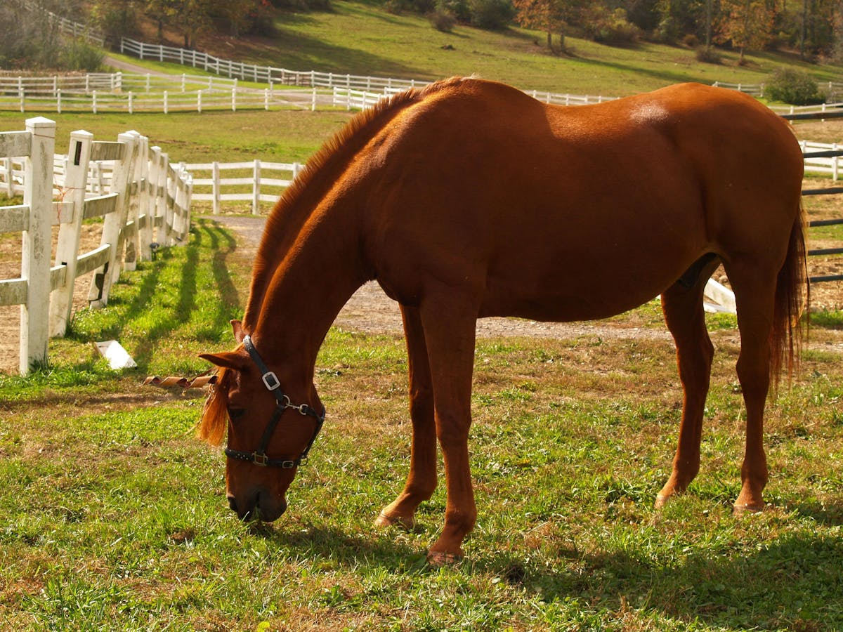 ¿Mac DeMarco en CDMX es solo un Fever o una Revolución? 🤯