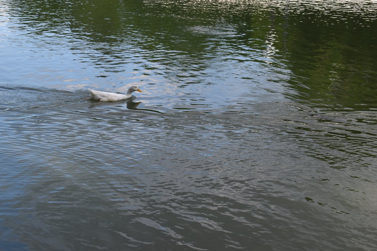 ¡Romeo y Royce venden entradas en Argentina... ¿Y tú?!</h2...