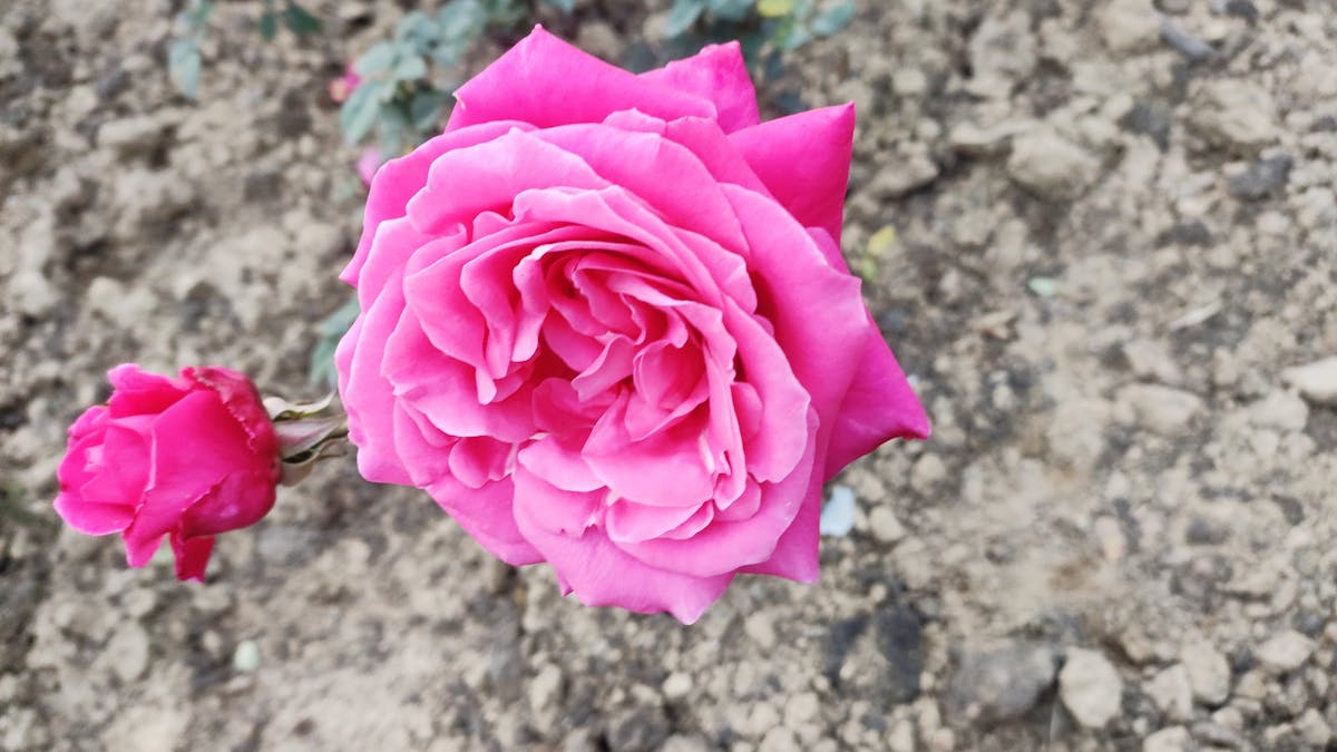 🚩 ¿Sabes Estafar a Tu Ex con Habit Stacking?