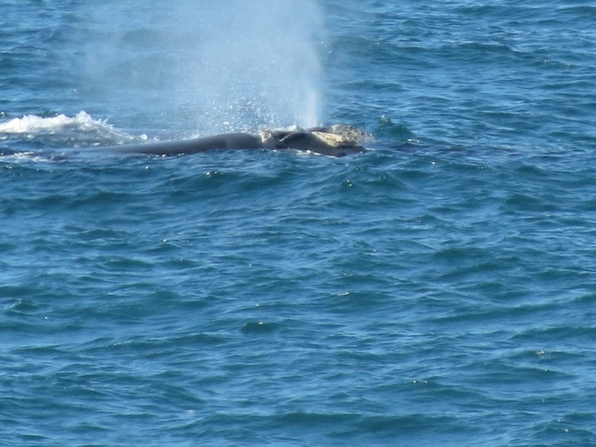 Esto es oro: El segundo foco de Newcastle en lo que va de ...