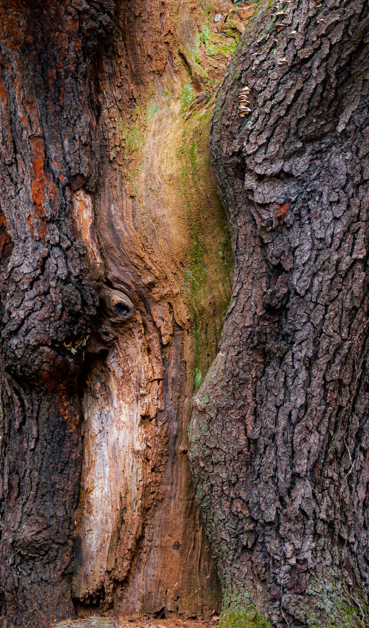 ¿Mexico puede ganar el Clásico Mundial de Béisbol sin Inte...
