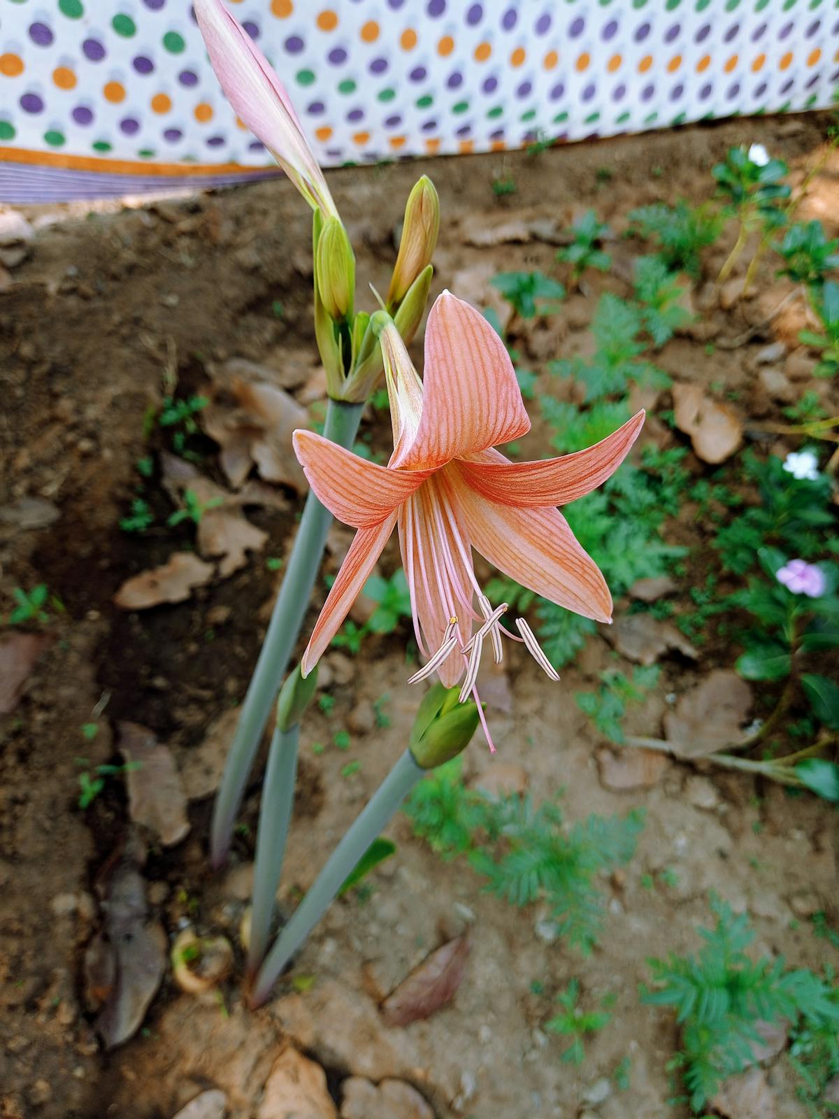 ¿Gmail Te Está Espiando o es solo un Amigo de la Familia?<...
