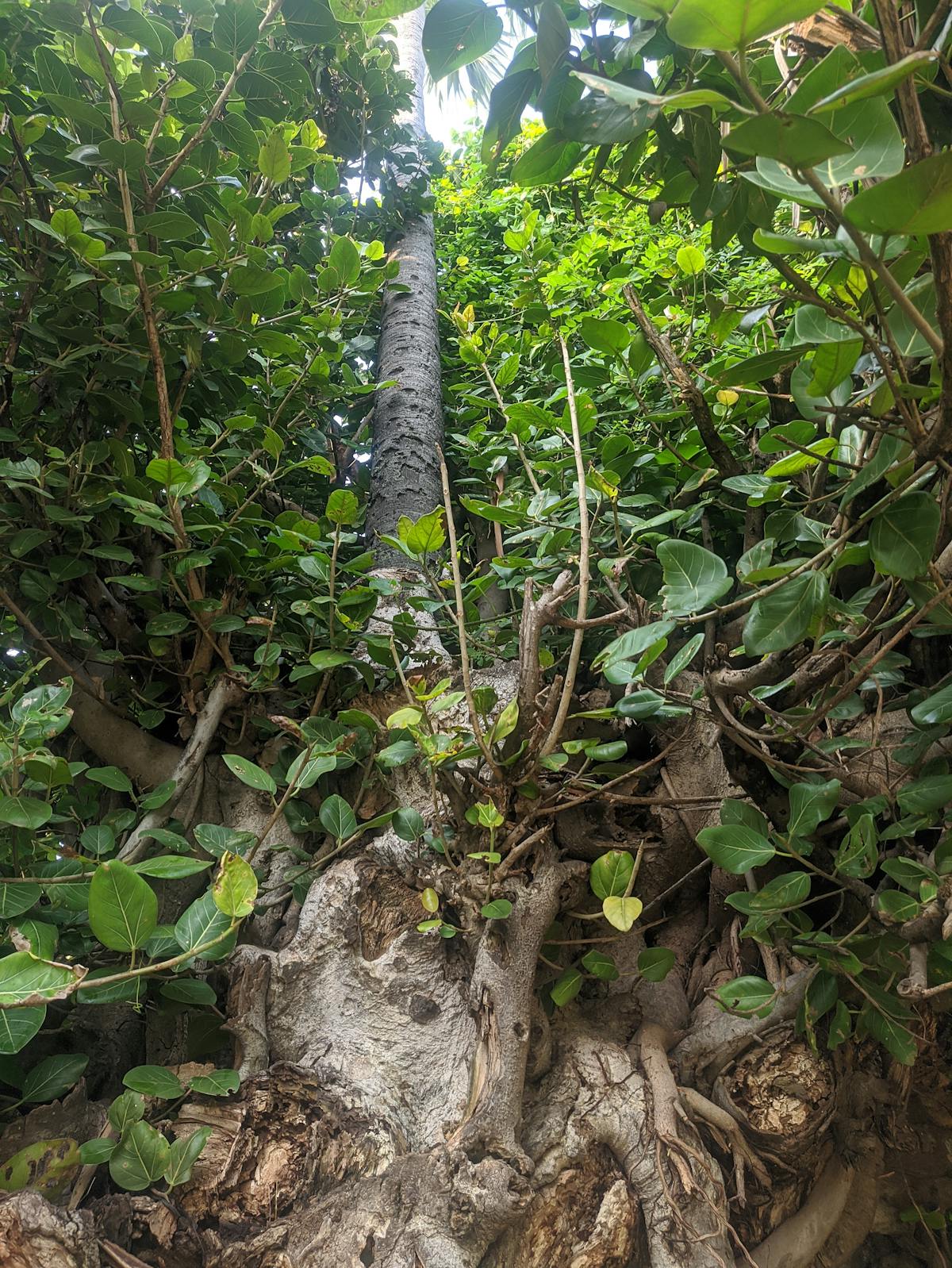 🚩 ¿Las Mujeres Líderes de Perú Son Mágicas o Solo Les G...