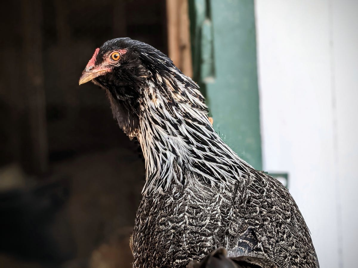 ¿Cuántas Carpas Saludables hay que Caigan en el Carrusel d...