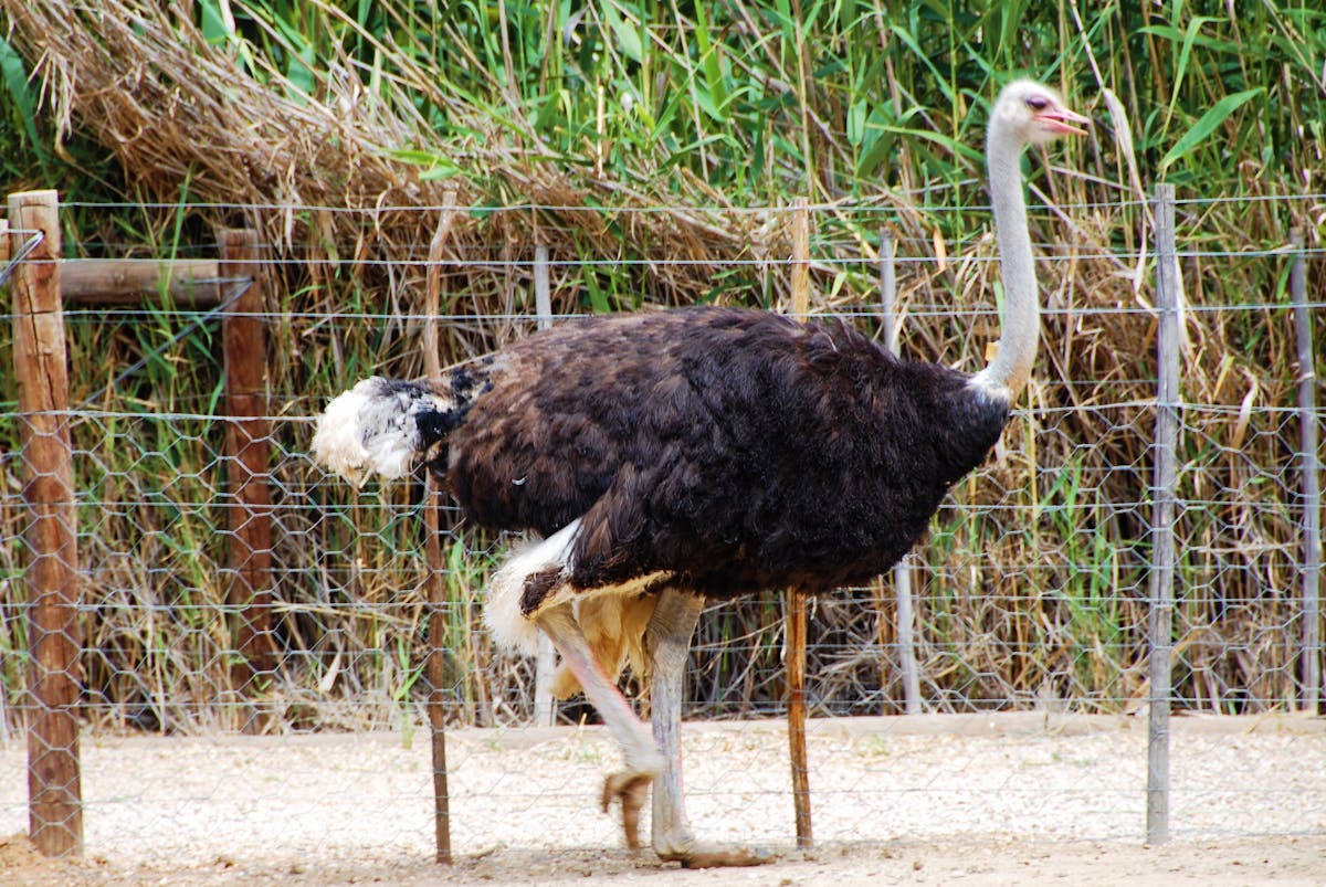 ¿Al chile? Juvenal Jiménez El Padrino se quedó sin jugo 🚩