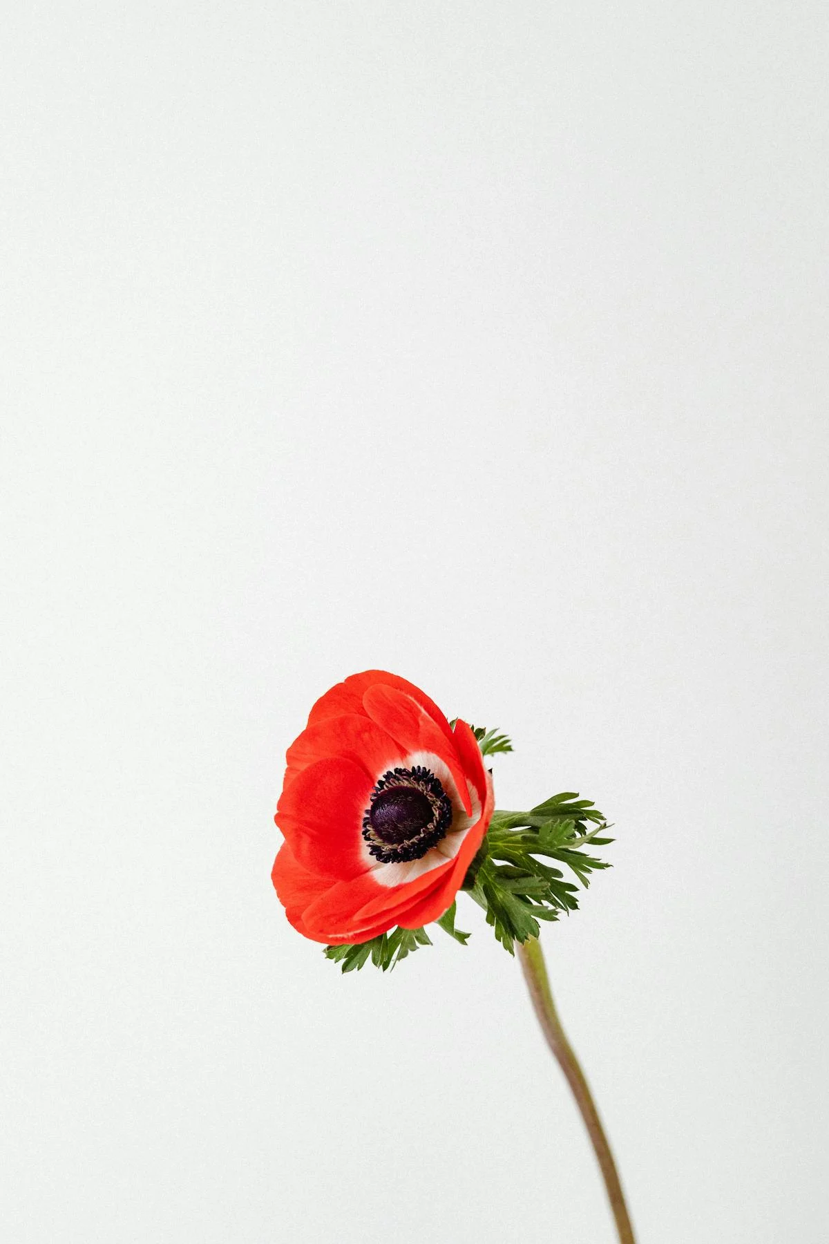 🚩 ¿Tu Gobierno Tiene Plan B o Solo Dispara Fuego? 🤡