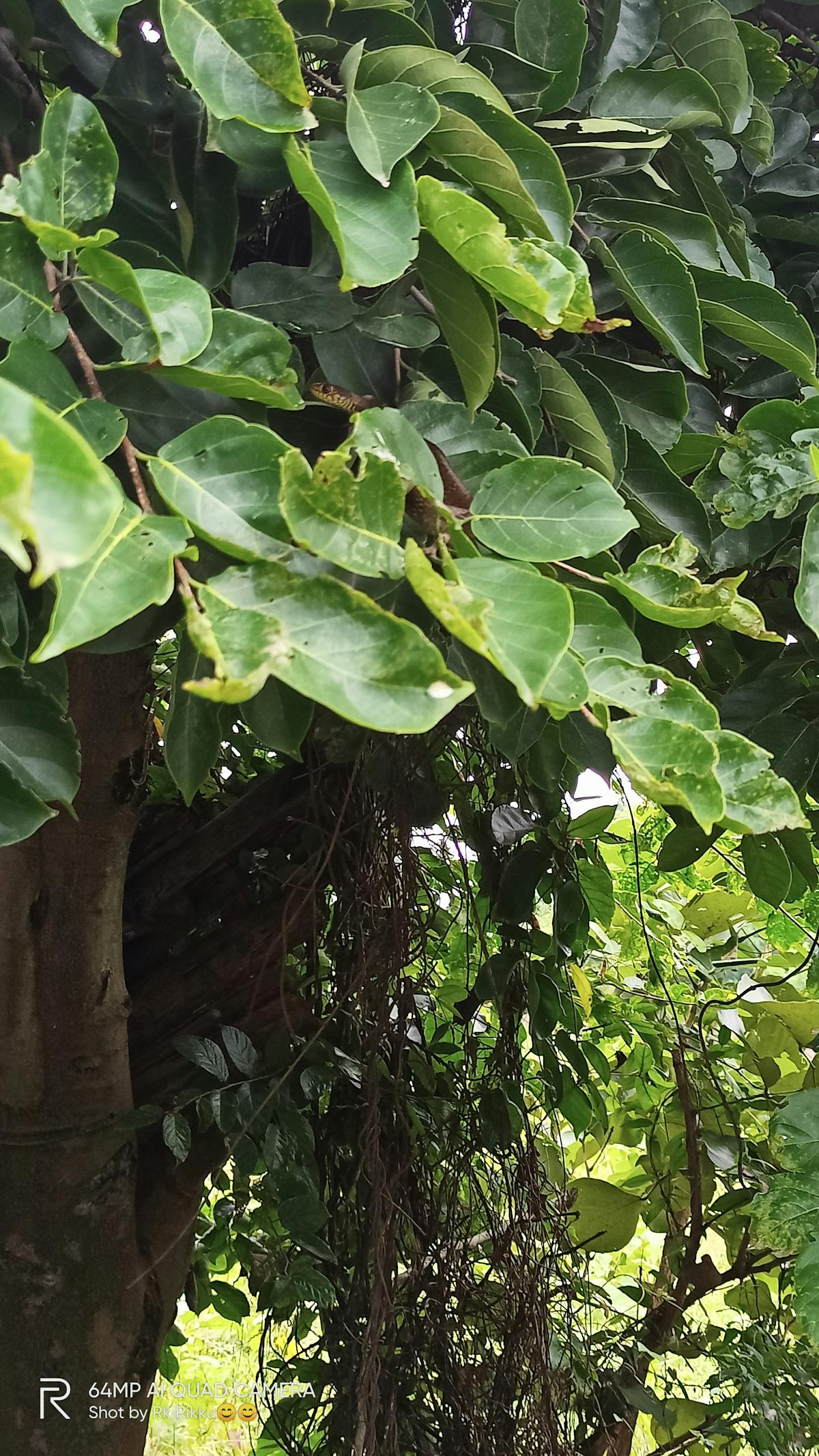 ¿Al Chile, ¿Cuántos Datos Robó la Conferencia de Prensa? 🤡